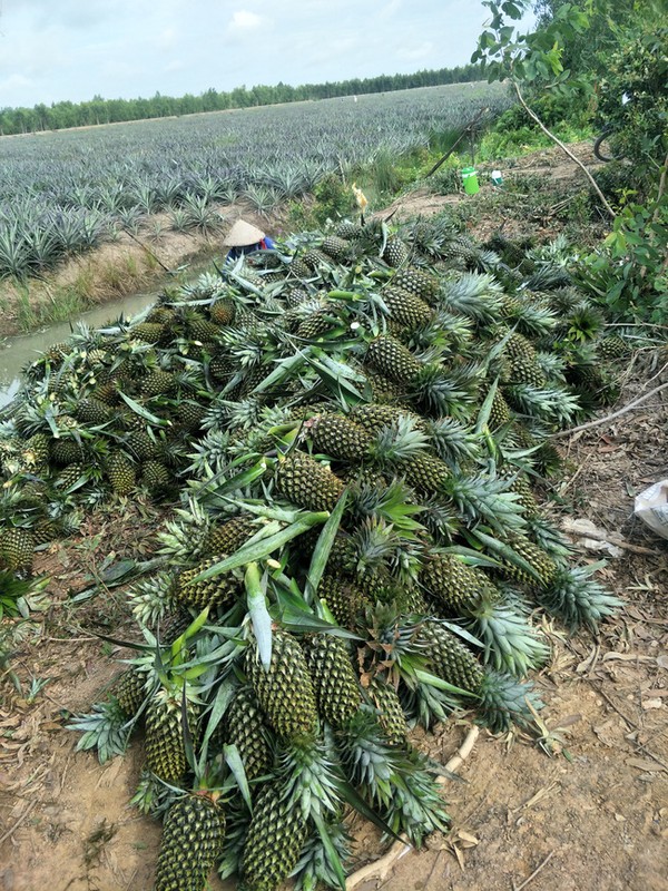 Bat ngo 3 loai cay “toan gai” giup nguoi Viet hai ra tien-Hinh-7