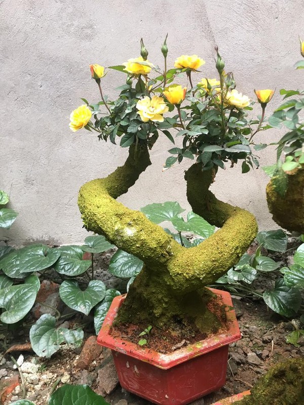 Man nhan hong bonsai gia co hon nua trieu dong choi Tet-Hinh-5