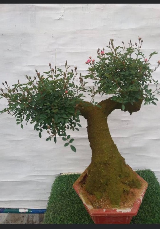 Man nhan hong bonsai gia co hon nua trieu dong choi Tet-Hinh-6