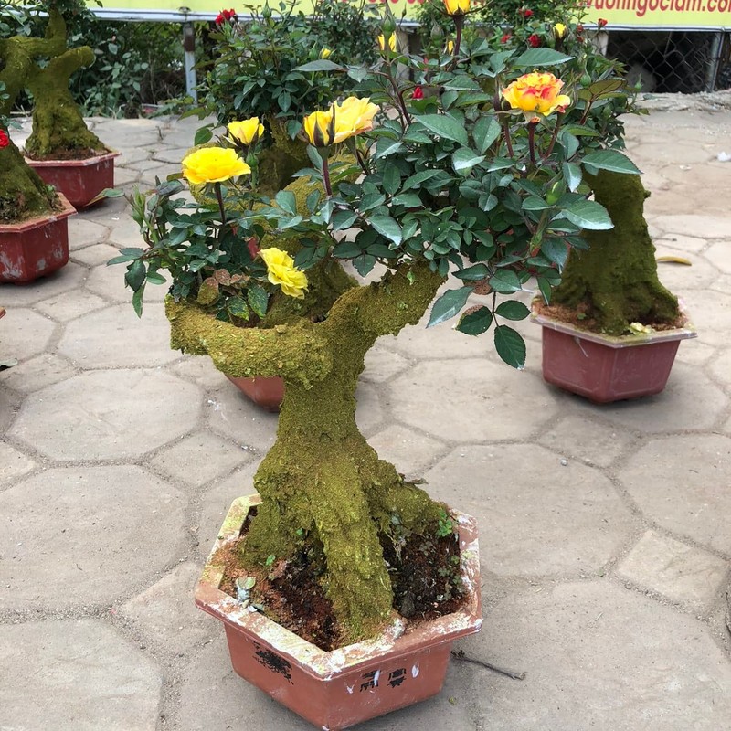 Man nhan hong bonsai gia co hon nua trieu dong choi Tet-Hinh-8