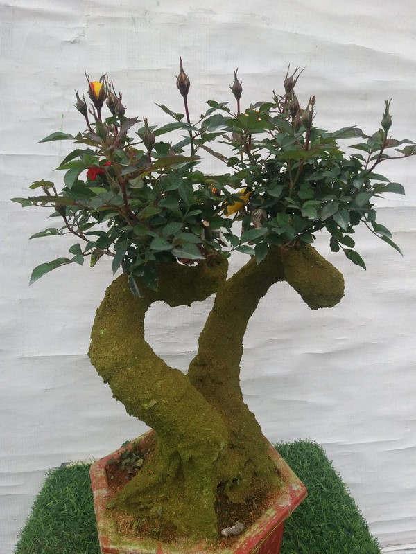 Man nhan hong bonsai gia co hon nua trieu dong choi Tet-Hinh-9