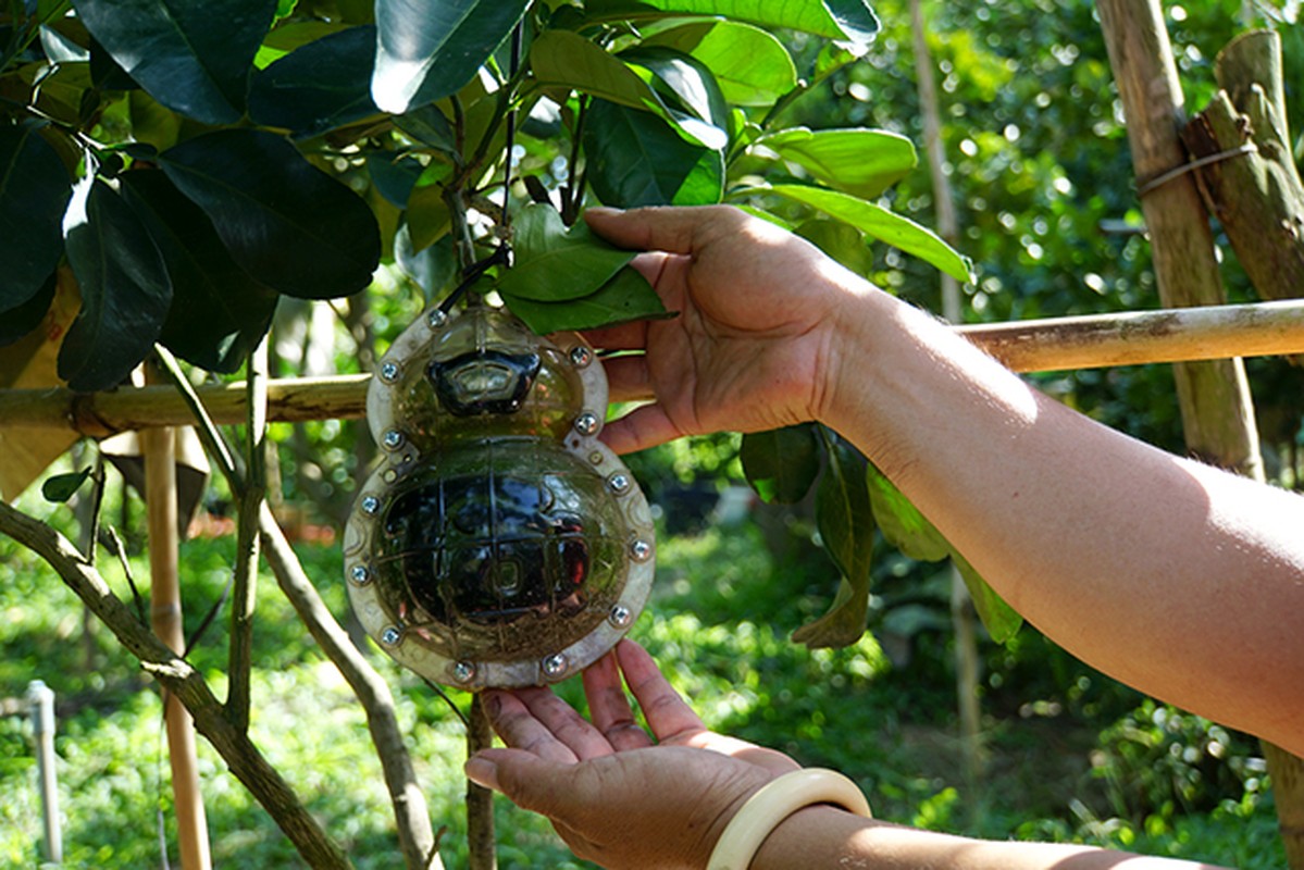 Ngam buoi tao hinh gia tien trieu van hut khach choi Tet-Hinh-4