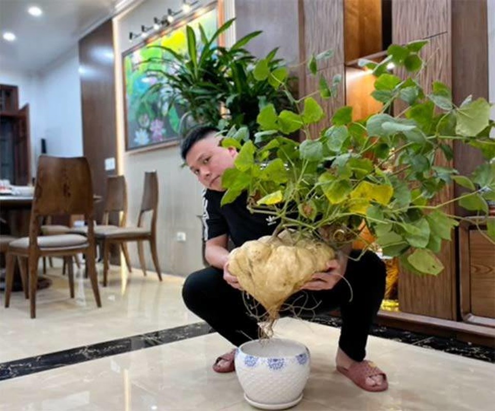 Ngo ngang loat cu thanh bonsai trung Tet doc nhat vo nhi-Hinh-2