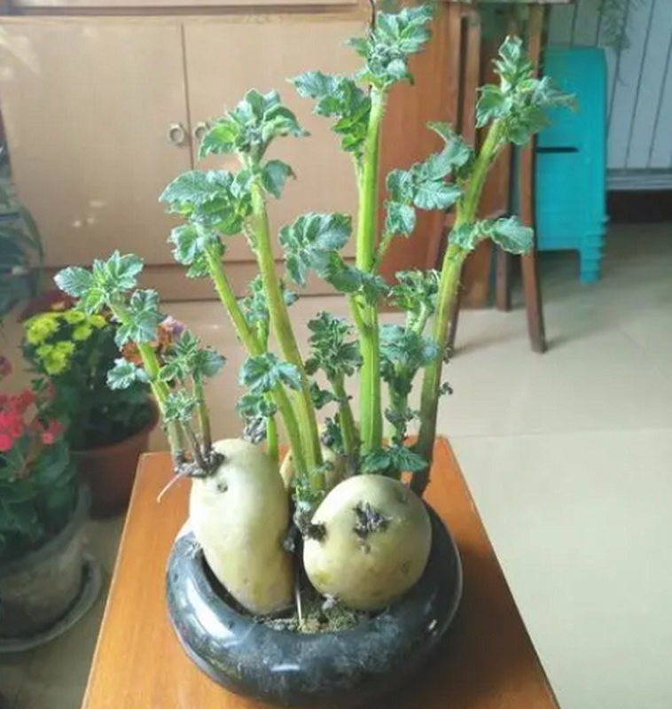 Ngo ngang loat cu thanh bonsai trung Tet doc nhat vo nhi-Hinh-7