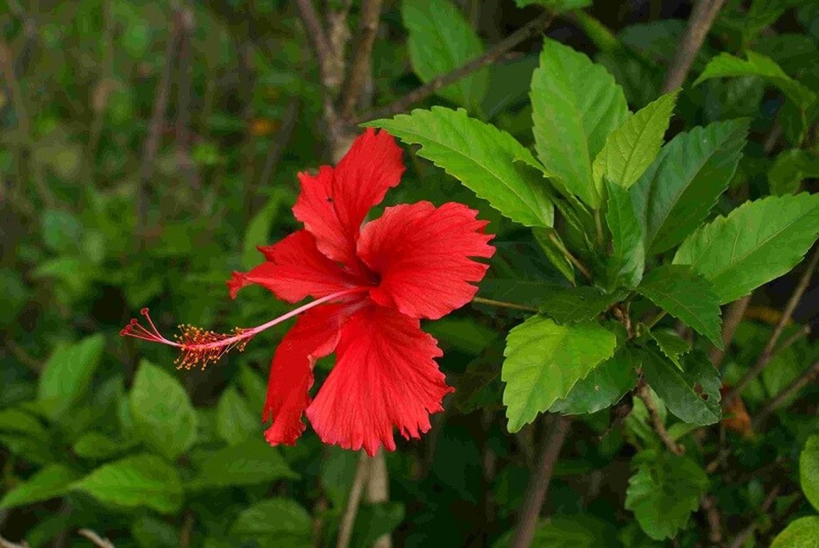 3 loai cay dai lam hang rao nay co tien cung kho mua-Hinh-3