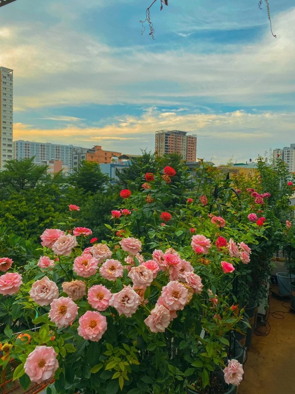 Ngay ngat vuon hong ngoai tren san thuong cua chang trai Sai thanh-Hinh-3