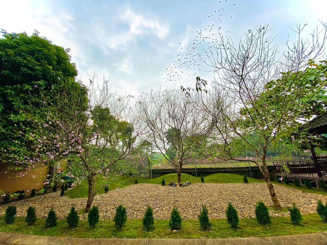 “Moi mat” ngam trang trai 10.000m2 cua ca si Viet Hoan-Hinh-5