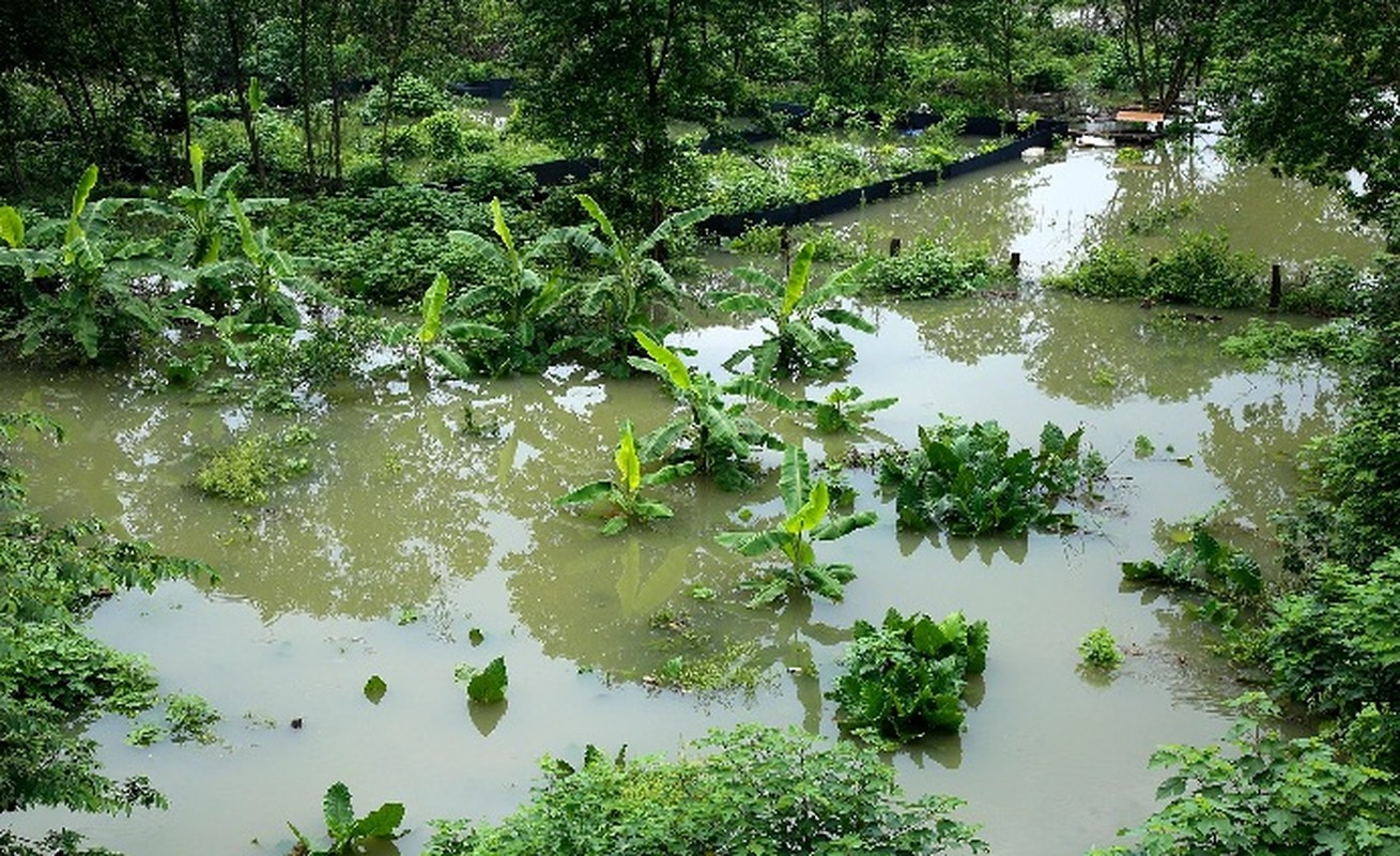 Hinh anh nuoc song Hong dang cao gay ngap lut nhieu noi o Ha Noi-Hinh-12