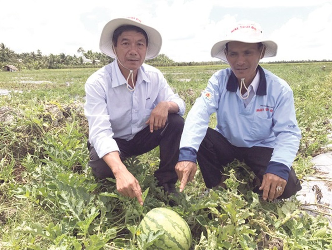 Truoc vai, Viet Nam trong thanh cong trai cay khong hat nao?-Hinh-9