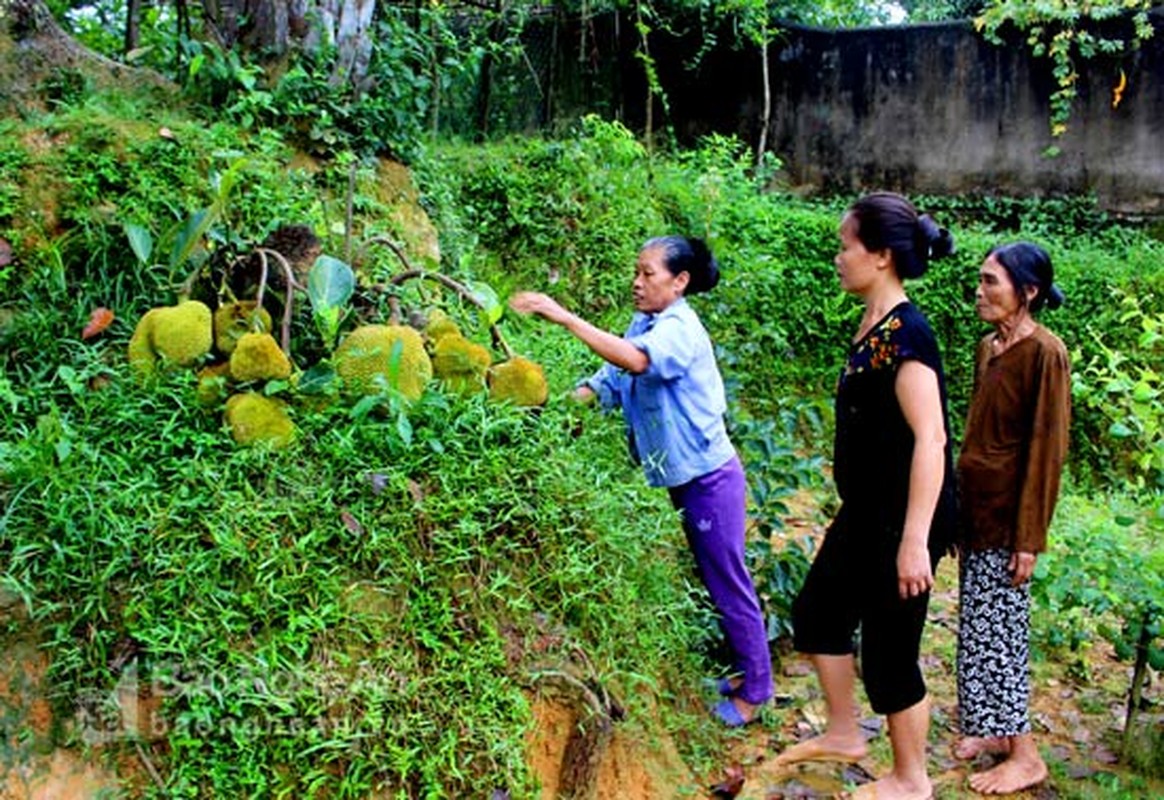 Ngo ngang nhung cay mit triu qua “doc nhat vo nhi” cua nong dan Viet-Hinh-8