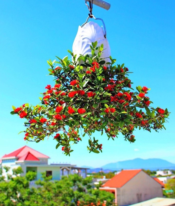 Bonsai dang quai 