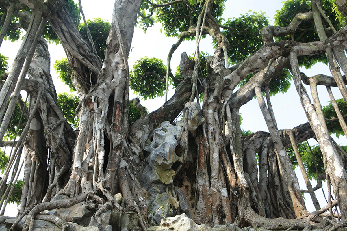 “Sieu cay” dai gia nuoc ngoai chi gan 500 ty khong mua noi-Hinh-6