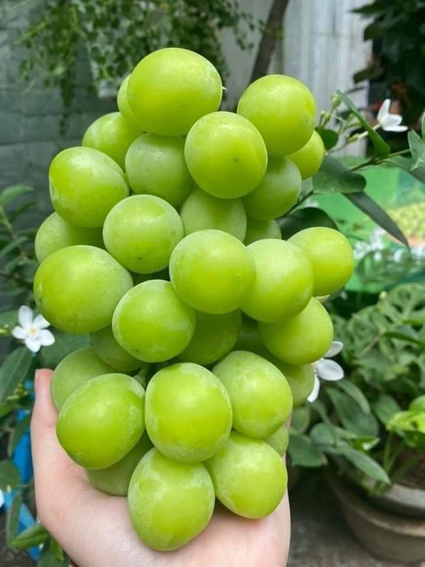 Su that “hai hung” ve nho mau don 100.000 dong/kg-Hinh-7