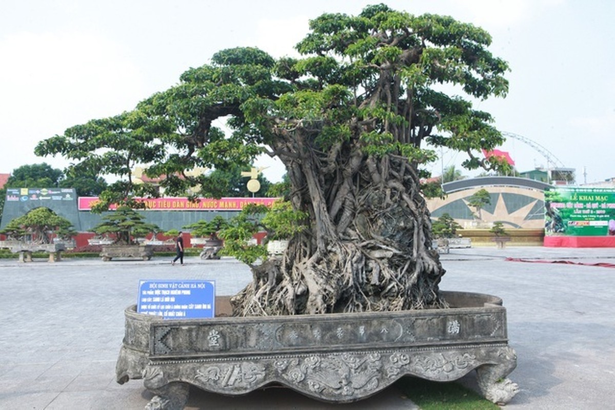 Cay sanh co nhat chau A, dai gia doi 8 lo dat khong ban-Hinh-2