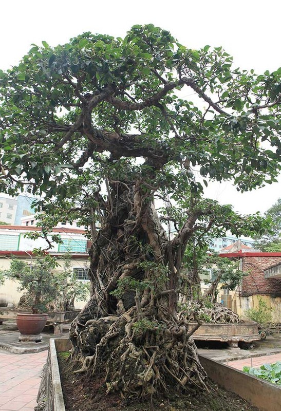 Cay sanh co nhat chau A, dai gia doi 8 lo dat khong ban-Hinh-5