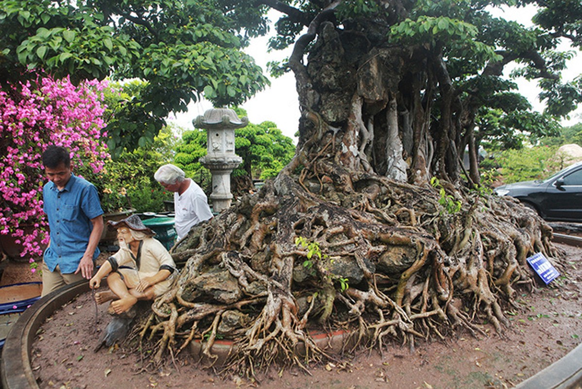 Can canh sanh co 200 nam duoc dinh gia ca trieu USD-Hinh-7