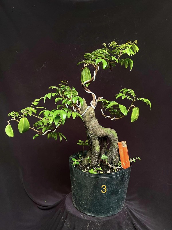 Man nhan nhung chau khe bonsai dang sieu dep-Hinh-7