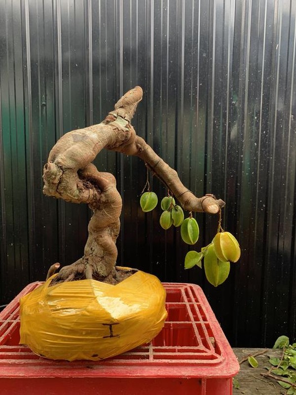 Man nhan nhung chau khe bonsai dang sieu dep-Hinh-8