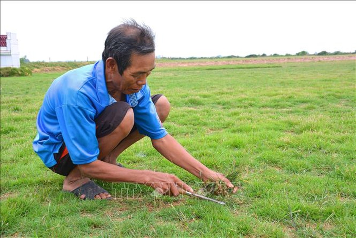 3 loai co dai bat ngo thanh “kho vang” cua nong dan-Hinh-9