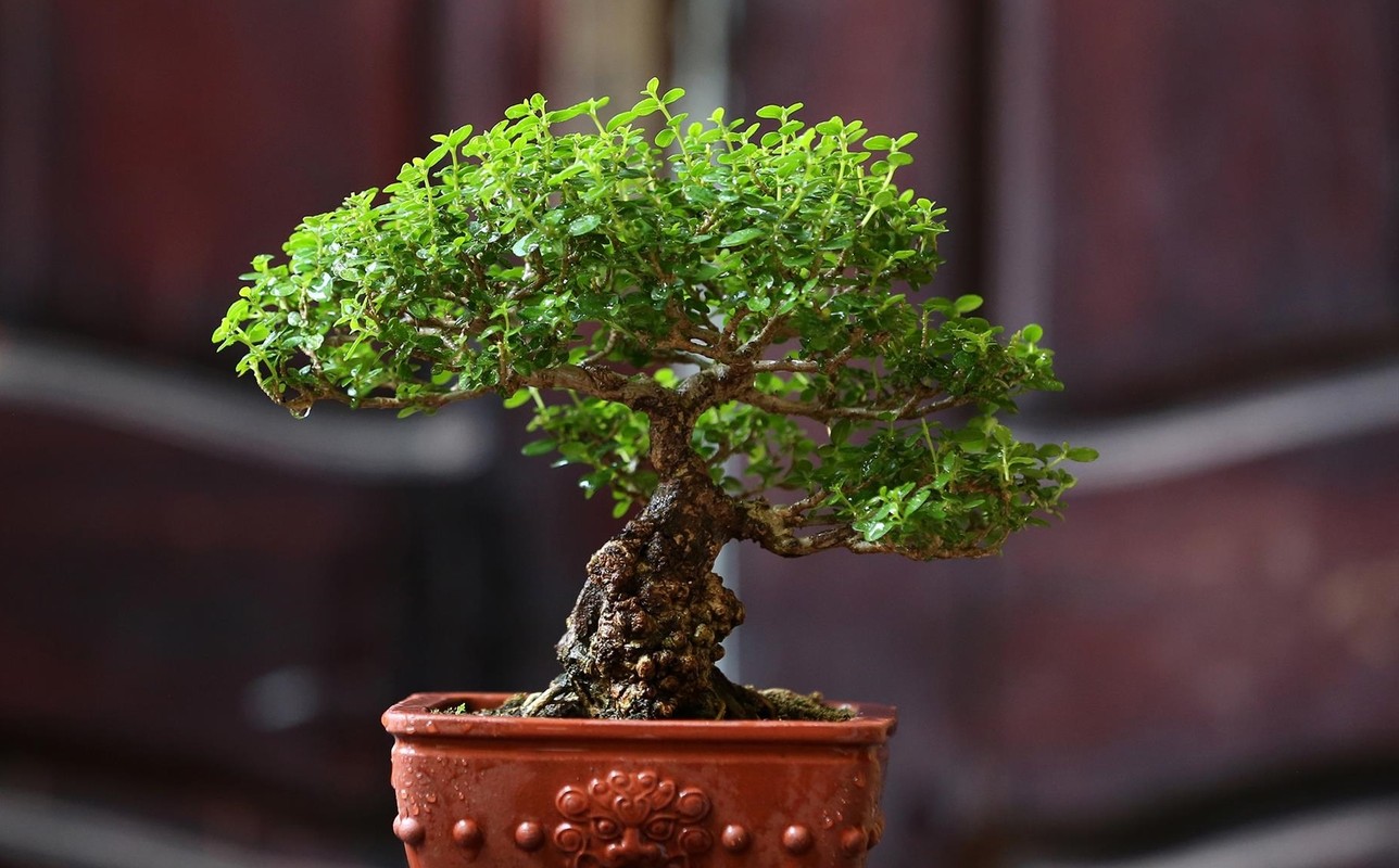 Ngo ngang loat co dai “len doi” thanh bonsai-Hinh-3