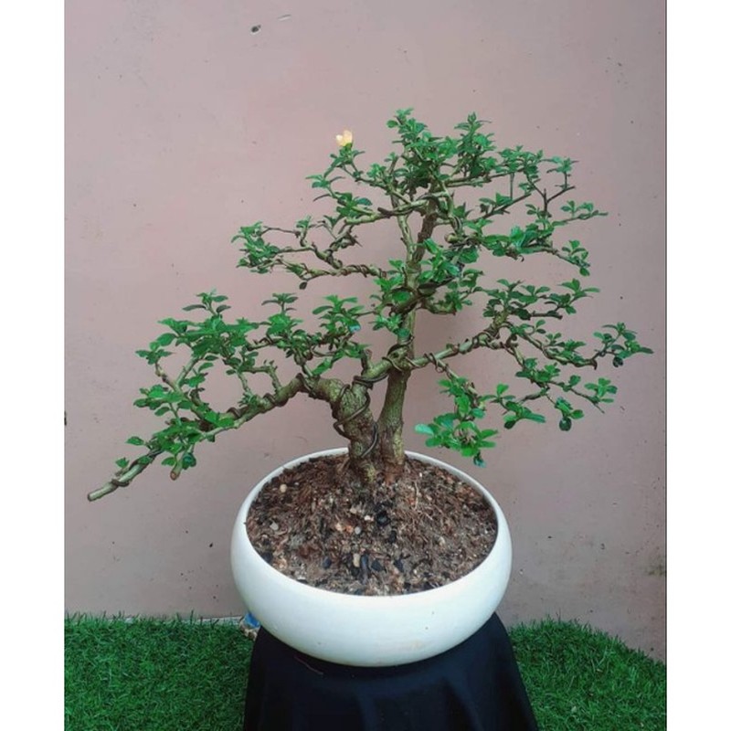 Ngo ngang loat co dai “len doi” thanh bonsai-Hinh-6