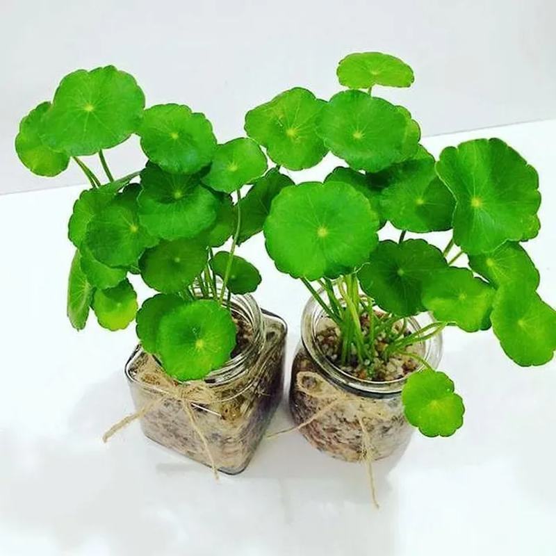 Ngo ngang loat co dai “len doi” thanh bonsai-Hinh-9