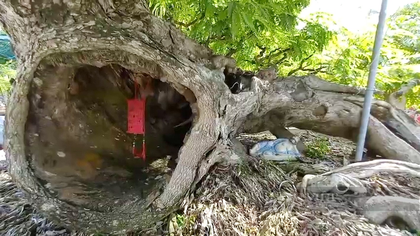 Chiem nguong loat bonsai tien ty cua “vua me” o mien Tay-Hinh-6