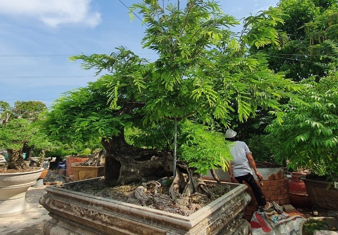 Chiem nguong loat bonsai tien ty cua “vua me” o mien Tay