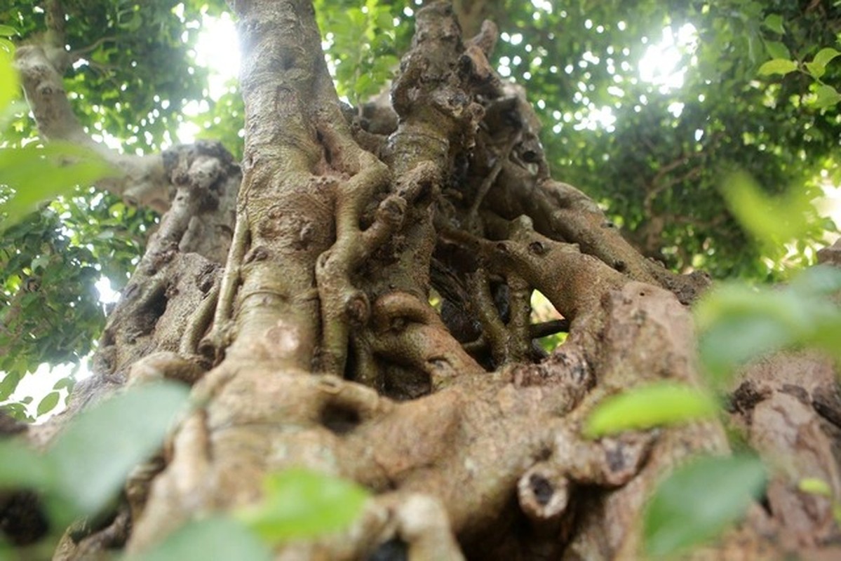 Cay sanh co dac biet, dai gia chi 100 cay vang khong mua noi-Hinh-7