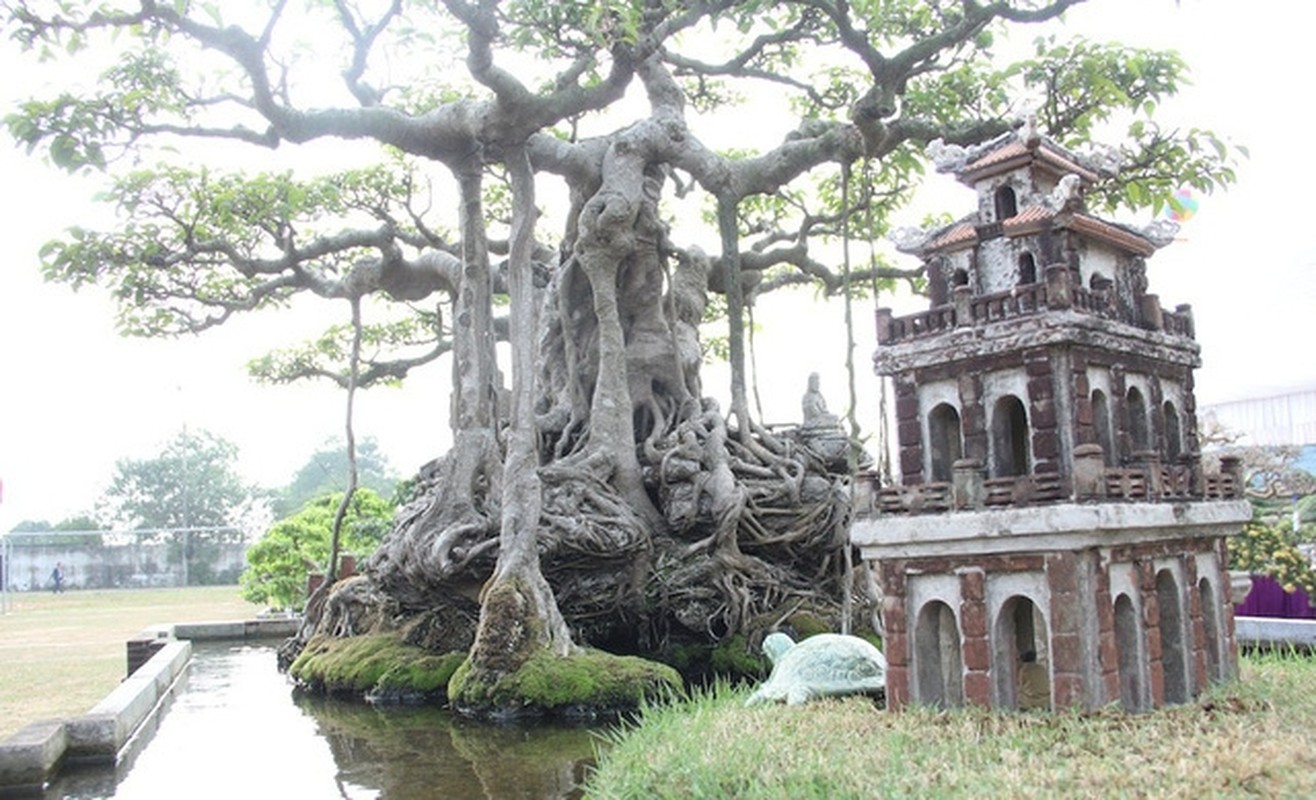 Chiem nguong sanh co tri gia hang tram cay vang cua dai gia Ha Noi-Hinh-11