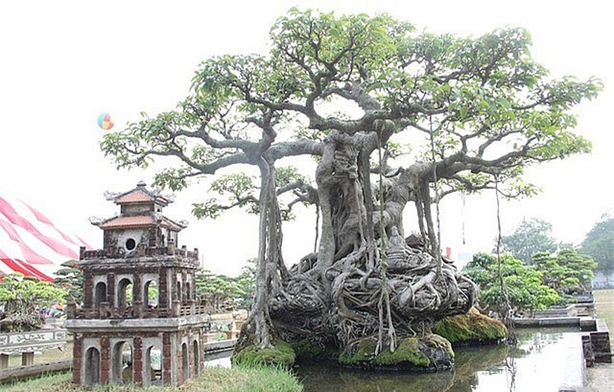 Chiem nguong sanh co tri gia hang tram cay vang cua dai gia Ha Noi-Hinh-2