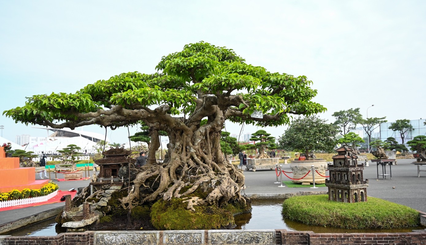 Chiem nguong sanh co tri gia hang tram cay vang cua dai gia Ha Noi-Hinh-3