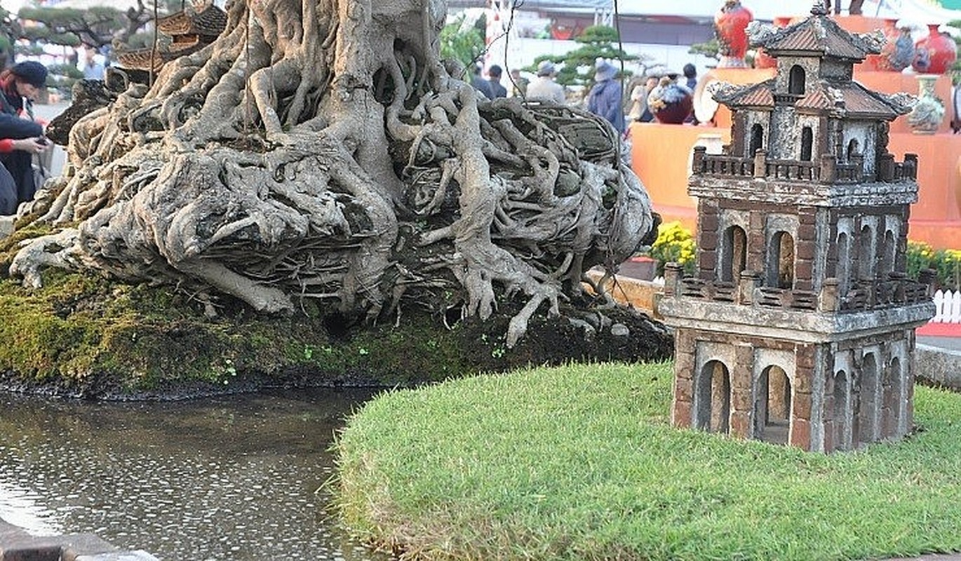 Chiem nguong sanh co tri gia hang tram cay vang cua dai gia Ha Noi-Hinh-5