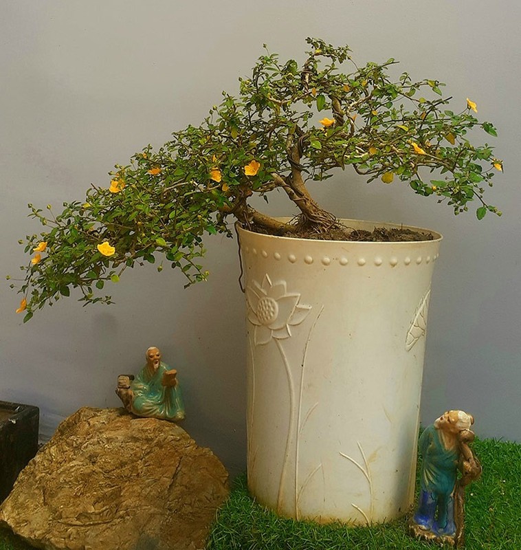 Me man loat hoa dai len doi thanh bonsai choi Tet-Hinh-2