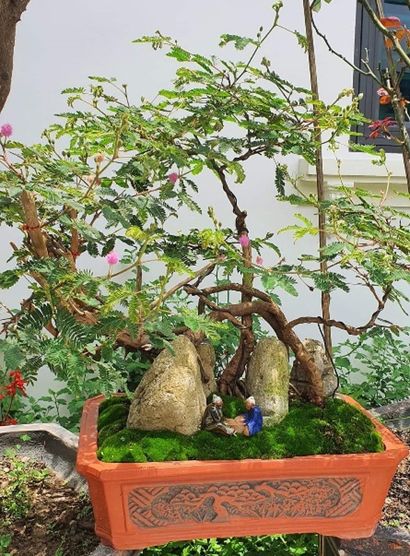 Me man loat hoa dai len doi thanh bonsai choi Tet-Hinh-6