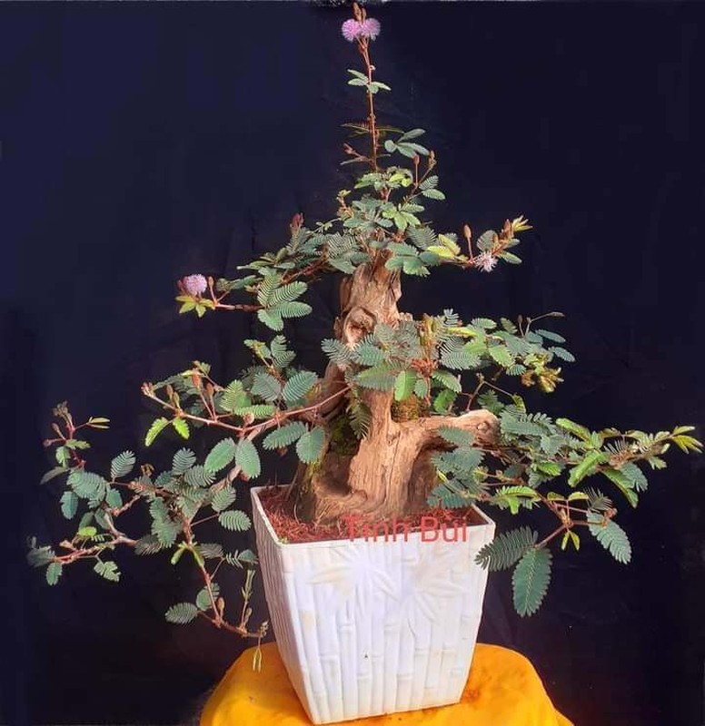 Me man loat hoa dai len doi thanh bonsai choi Tet-Hinh-7