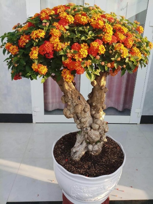 Me man loat hoa dai len doi thanh bonsai choi Tet-Hinh-8