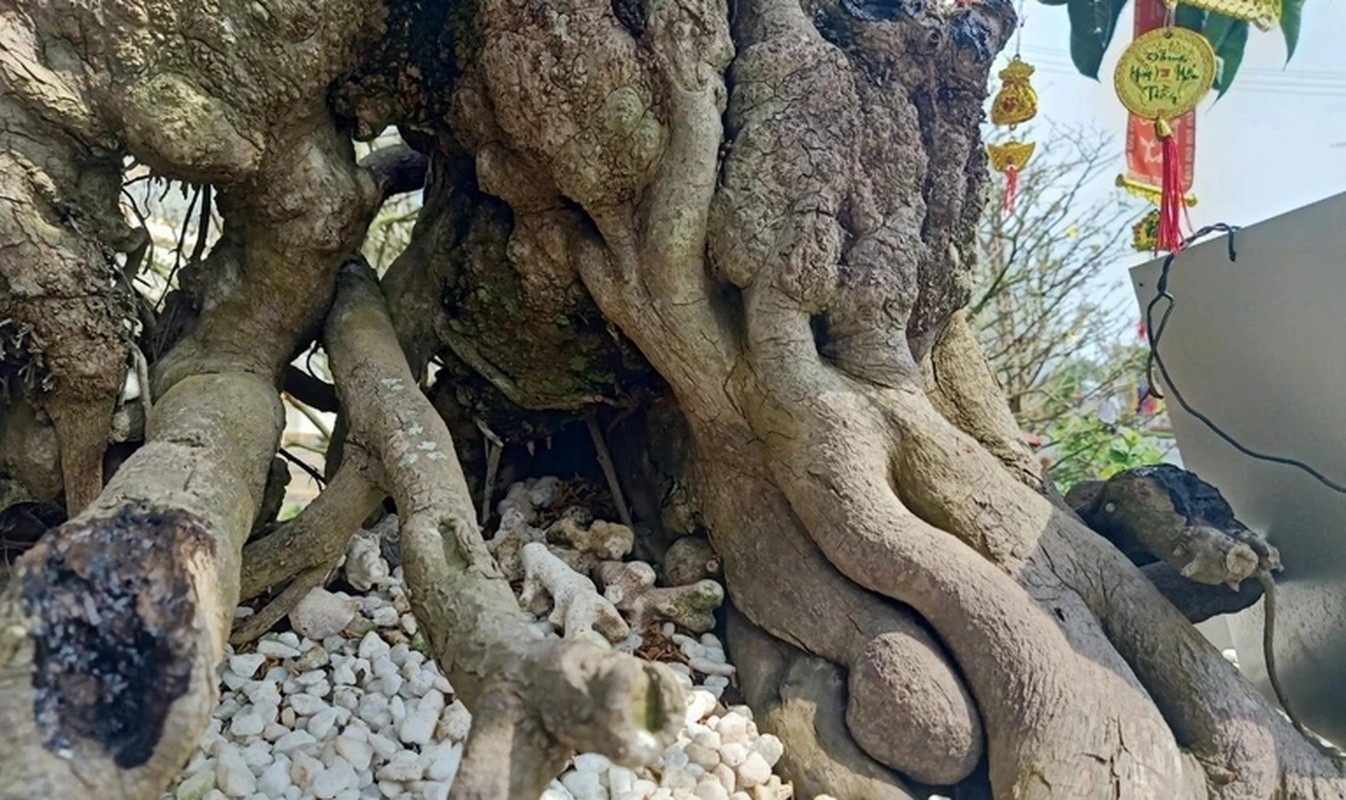 Choang ngop nhung cay trung ga bonsai “het” gia tien ty-Hinh-10