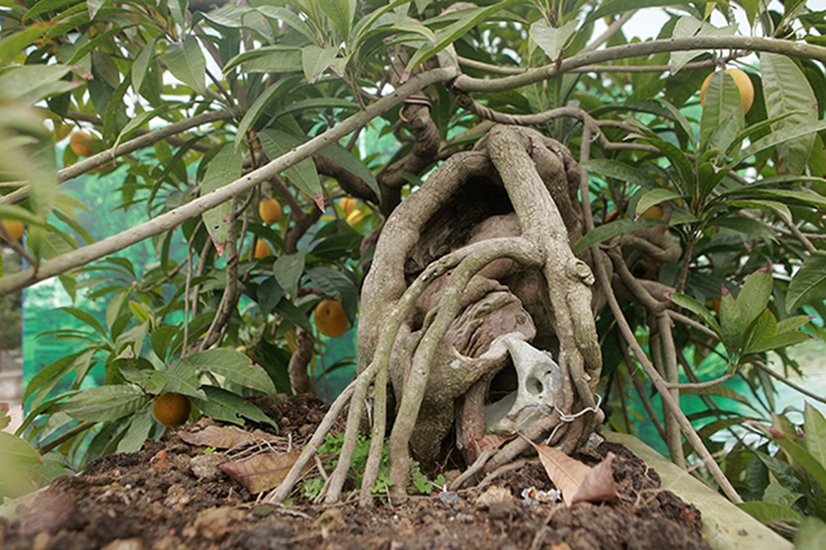 Choang ngop nhung cay trung ga bonsai “het” gia tien ty-Hinh-13