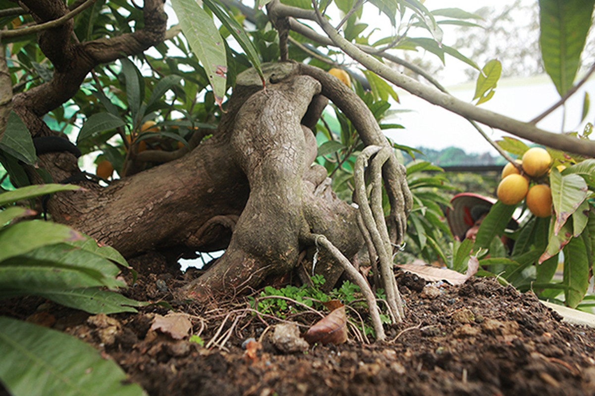 Choang ngop nhung cay trung ga bonsai “het” gia tien ty-Hinh-14