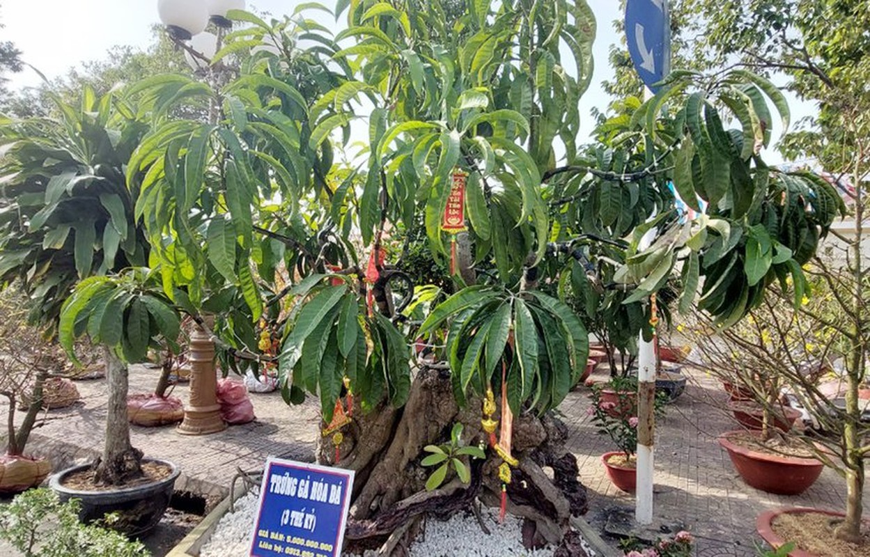 Choang ngop nhung cay trung ga bonsai “het” gia tien ty-Hinh-6