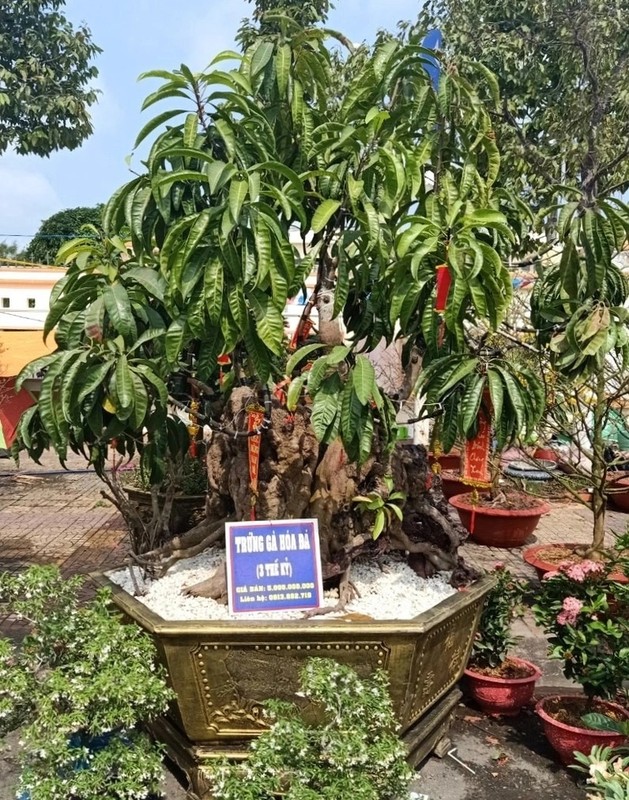 Choang ngop nhung cay trung ga bonsai “het” gia tien ty-Hinh-7
