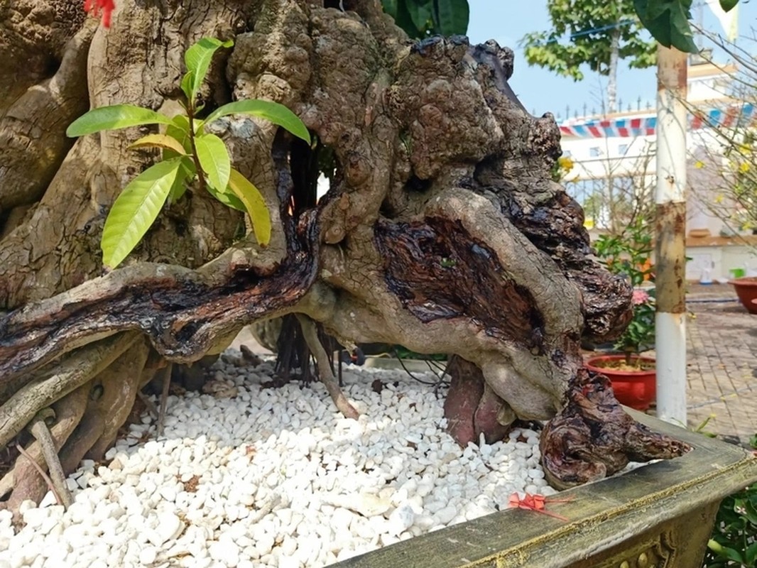 Choang ngop nhung cay trung ga bonsai “het” gia tien ty-Hinh-8