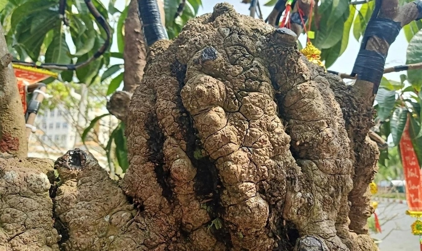 Choang ngop nhung cay trung ga bonsai “het” gia tien ty-Hinh-9