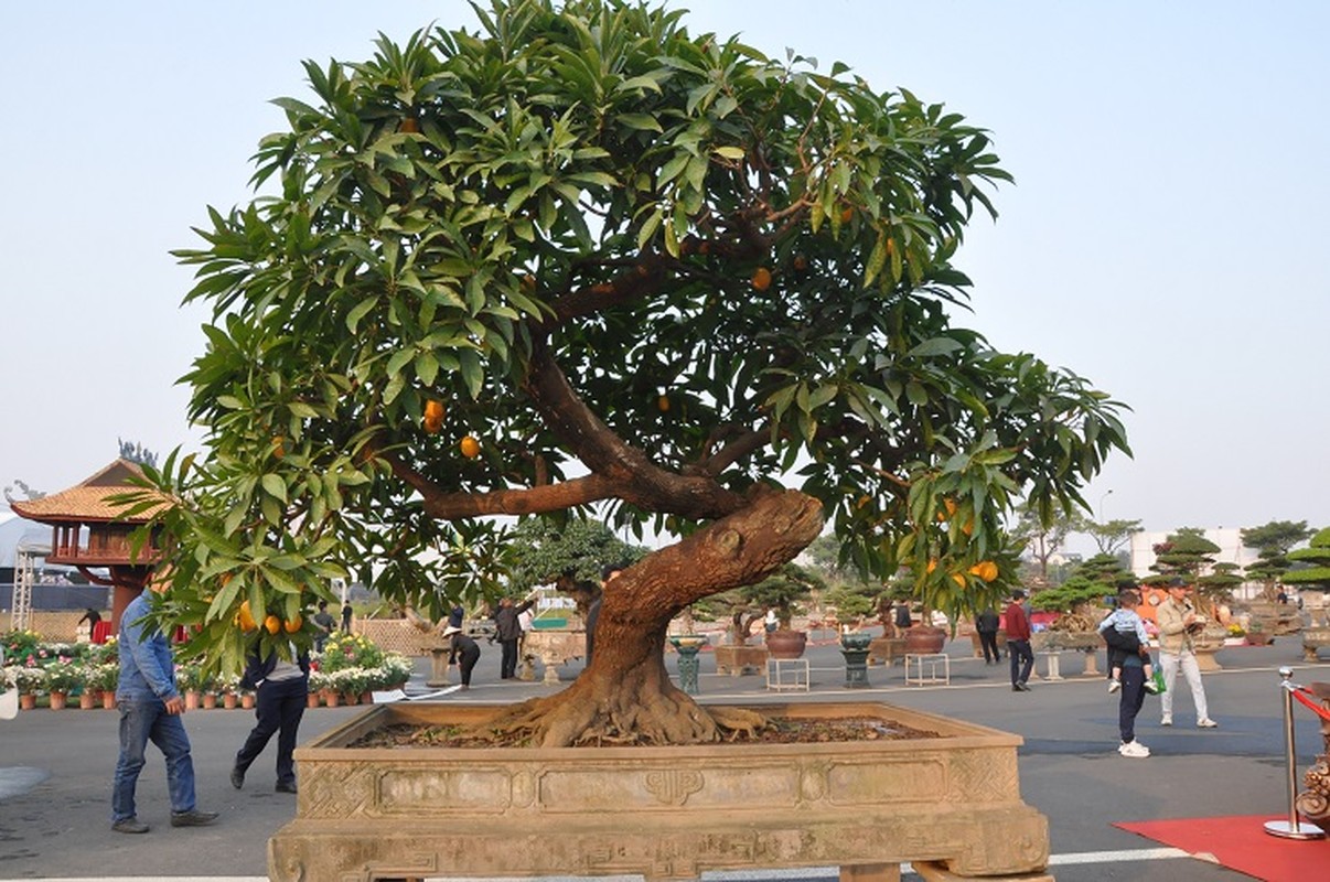 Choang ngop nhung cay trung ga bonsai “het” gia tien ty