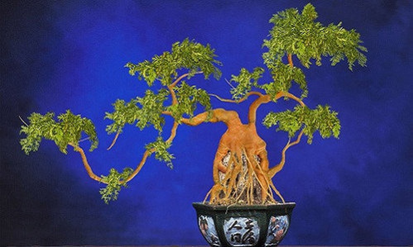 “Ngan ngo” ngam bonsai rau cu qua la mat don Tet Nguyen dan-Hinh-7