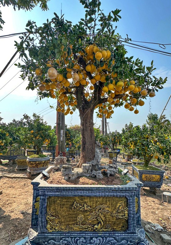 Thich mat ngam loat bonsai triu qua choi Tet-Hinh-2