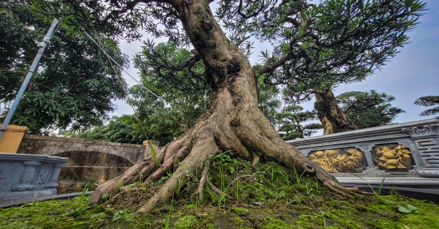 Ngam nhung goc tung tram trieu hut khach Tet Quy Mao 2023-Hinh-8