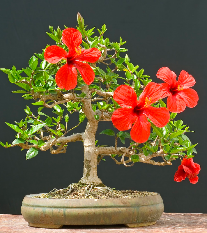 Ngo ngang hoa dam but thanh sieu pham bonsai hut khach-Hinh-10