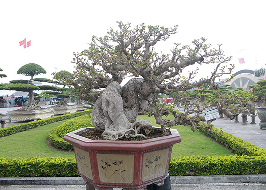Ngo ngang hoa dam but thanh sieu pham bonsai hut khach-Hinh-4